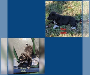 English Springer Spaniel-Unknown Mix Puppy for sale in BARBOURSVILLE, VA, USA