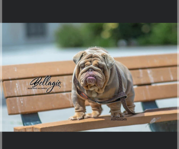 Medium Photo #1 English Bulldog Puppy For Sale in SANTA ANA, CA, USA