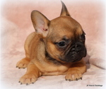 Small Photo #33 French Bulldog Puppy For Sale in WINNSBORO, TX, USA