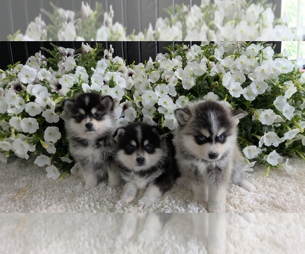 Medium Photo #10 Pomsky Puppy For Sale in GOSHEN, IN, USA