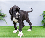 Small #3 Great Dane