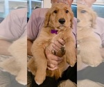 Small #19 Golden Retriever