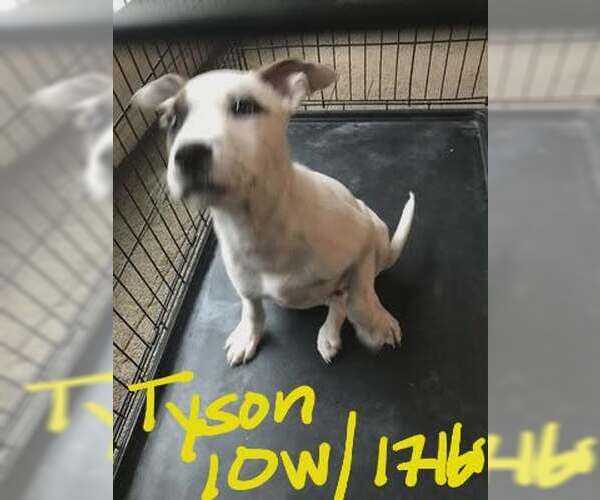 Medium Photo #2 Mutt Puppy For Sale in Woodbury, NY, USA