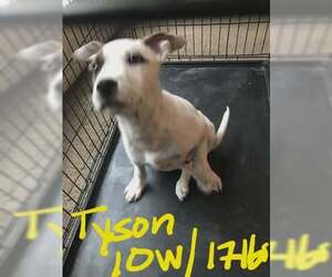 Mutt Dogs for adoption in Woodbury, NY, USA