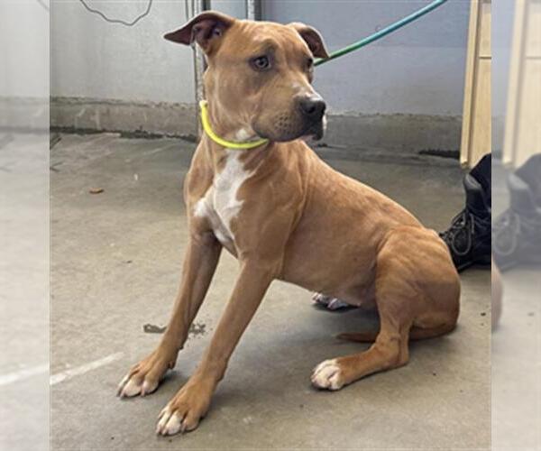 Medium Photo #1 American Pit Bull Terrier Puppy For Sale in Camarillo, CA, USA