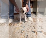 Small Photo #5 American Bulldog Puppy For Sale in BROOKFIELD, MO, USA