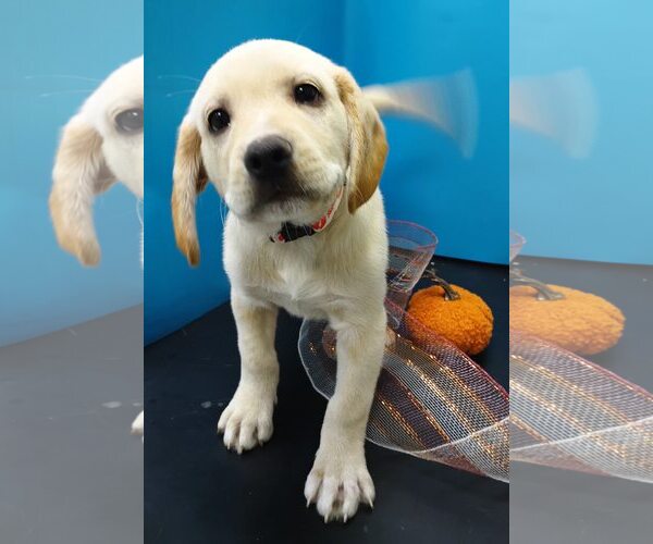 Medium Photo #3 Labralas Puppy For Sale in Attalka, AL, USA