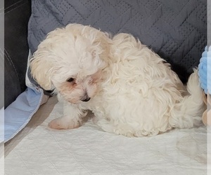 Medium Maltese