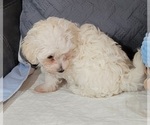 Puppy Puppy 1 Maltese