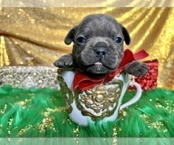 Medium Photo #84 French Bulldog Puppy For Sale in HAYWARD, CA, USA