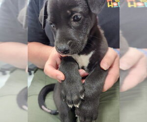 Labrador Retriever-Unknown Mix Dogs for adoption in Temple, TX, USA