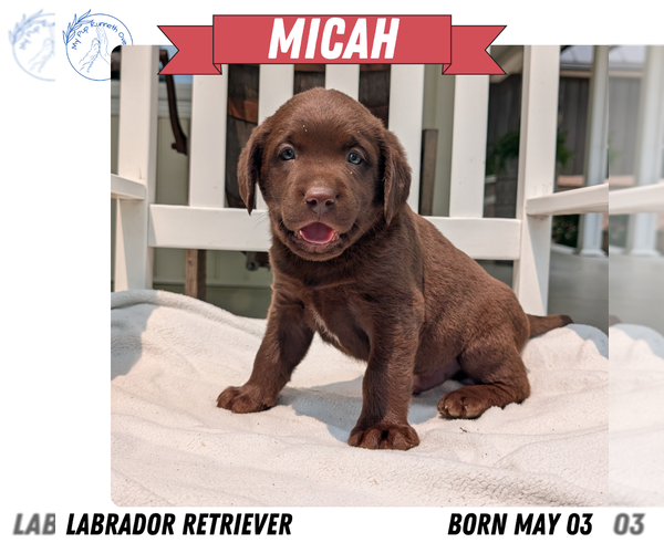 Medium Photo #82 Labrador Retriever Puppy For Sale in GOSHEN, IN, USA