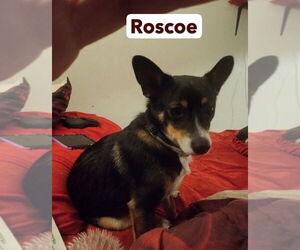 Chihuahua-Unknown Mix Dogs for adoption in Foristell, MO, USA