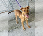 Small Labrador Retriever Mix