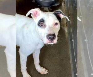 American Pit Bull Terrier Dogs for adoption in San Bernardino, CA, USA