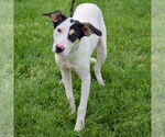 Small #1 Whippet Mix