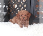 Small #3 Poodle (Toy)