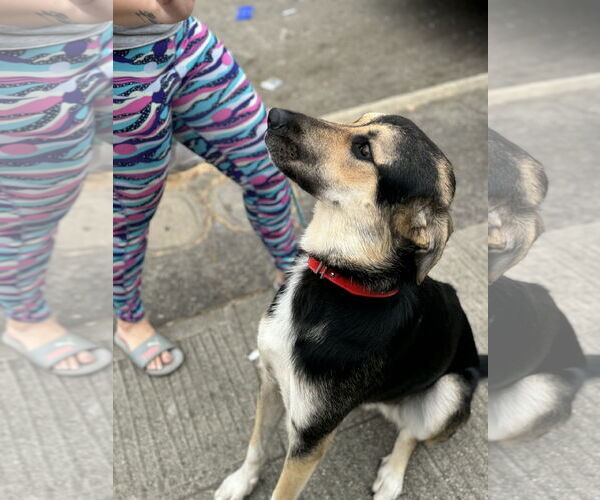 Medium Photo #2 German Shepherd Dog-Unknown Mix Puppy For Sale in Hayward, CA, USA