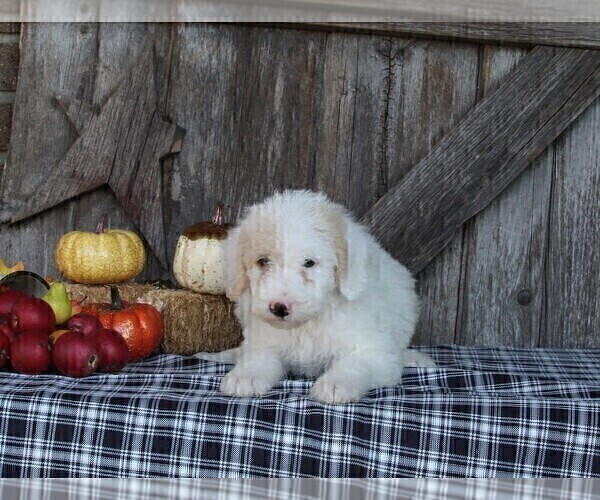 Medium Photo #8 Labradoodle Puppy For Sale in FREDERICKSBURG, OH, USA