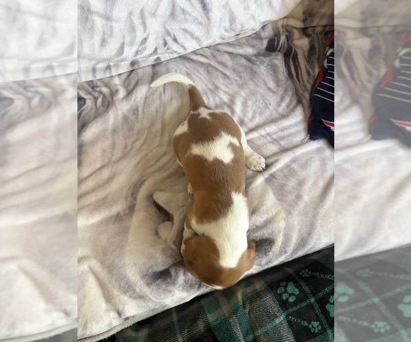 Medium Photo #3 Basset Hound Puppy For Sale in VERNON ROCKVILLE, CT, USA