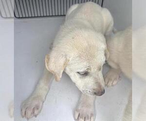 Great Pyrenees Dogs for adoption in Houston, TX, USA