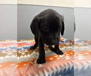 Mutt Dog for Adoption in Las Vegas, Nevada USA