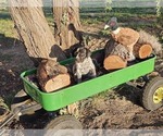 Small Photo #85 German Shorthaired Pointer Puppy For Sale in EVANSVILLE, WY, USA