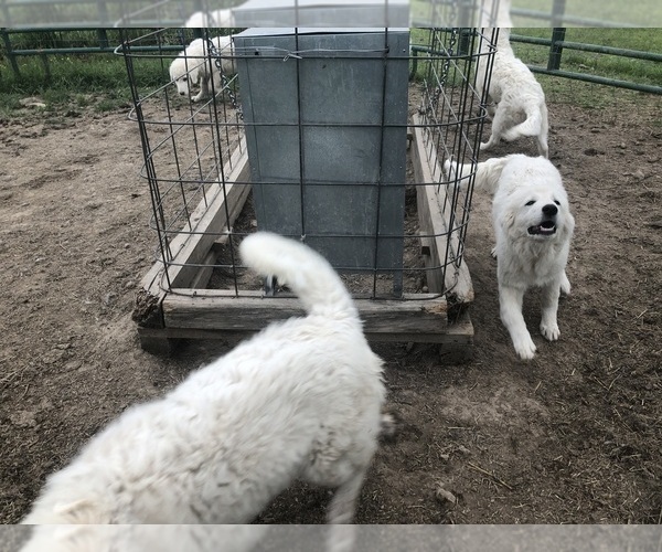 Medium Photo #4 Maremma Sheepdog Puppy For Sale in SPOKANE, MO, USA