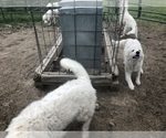 Small #3 Maremma Sheepdog