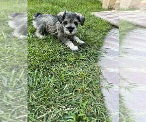 Schnauzer (Miniature) Puppy for sale in RIVERSIDE, CA, USA