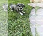 Small Schnauzer (Miniature)