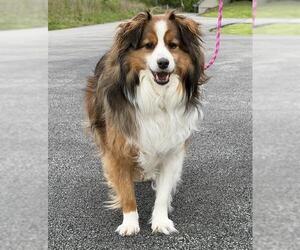 Australian Shepherd-Unknown Mix Dogs for adoption in Canfield, OH, USA
