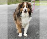 Small Australian Shepherd Mix
