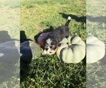 Litter of 3 - Male Bernedoodle-Poodle (Miniature) MixLitter of Puppies for Sale - Photo #6
