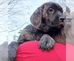 Puppy Kirby Cane Corso