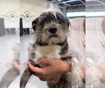 Small Shih Tzu
