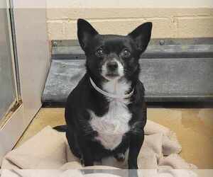 Chihuahua Dogs for adoption in Martinez, CA, USA