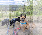 Small #1 German Shepherd Dog