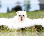 Small Photo #6 Maltese Puppy For Sale in WARSAW, IN, USA