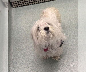 Maltese Mix Dog for Adoption in Plano, Texas USA