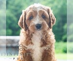 Small #4 Cavapoo (Miniature)