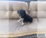 Small #3 Australian Shepherd
