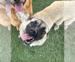 Porgi Dogs for adoption in Chula Vista, CA, USA