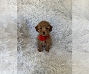 Poodle (Toy) Puppy for sale in JEFFERSONVILLE, IN, USA