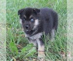 Small Photo #5 German Shepherd Dog-Siberian Husky Mix Puppy For Sale in OTTAWA, KS, USA