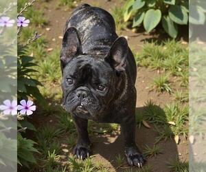 French Bulldog Dogs for adoption in San Diego, CA, USA