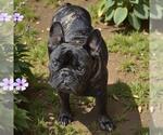 Small French Bulldog