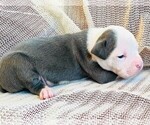 Small Photo #5 American Bully Puppy For Sale in BUFFALO, NY, USA