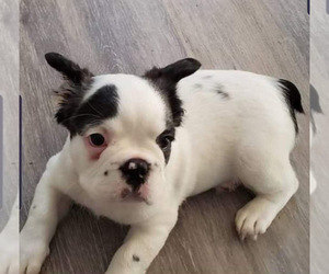 French Bulldog Puppy for sale in FLORENCE, OR, USA