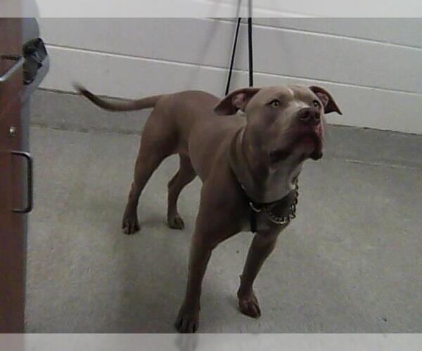 Medium Photo #1 American Pit Bull Terrier Puppy For Sale in Fort Collins, CO, USA